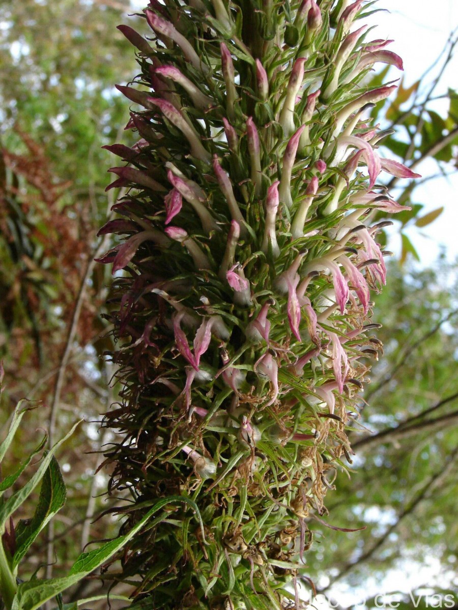 Lobelia leschenaultiana (C.Presl) Skottsb.